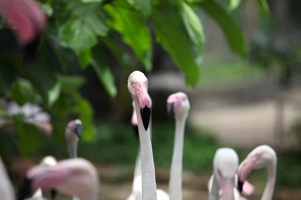 Flamingo rosa com pescoço gracioso — Fotografia de Stock