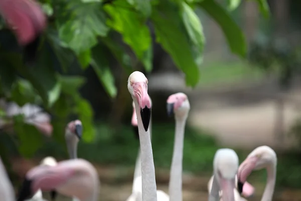 Flamant rose avec cou gracieux — Photo