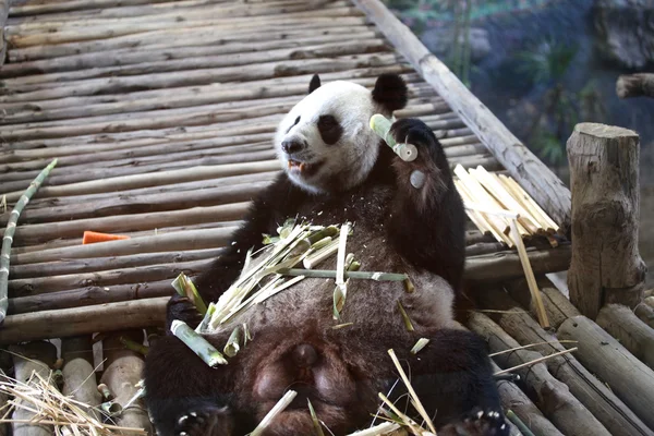 Bambu ayı ya da bir dev panda, Tayland — Stok fotoğraf