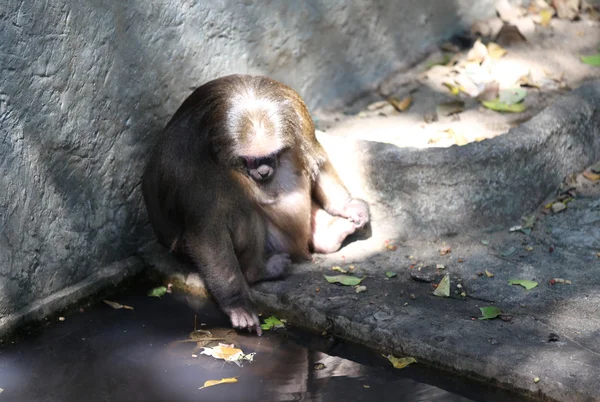 Aper er opptatt med pliktene sine, Thailand – stockfoto