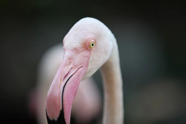 粉红色的火烈鸟，与优美的脖颈 — 图库照片