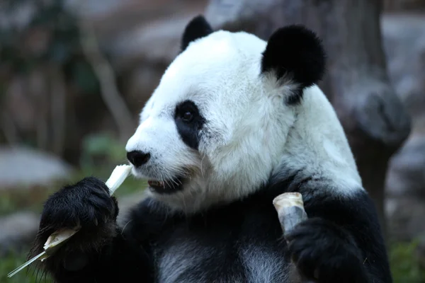 Bambus lub giant panda, Tajlandia Obraz Stockowy