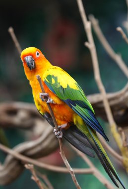 Parlak çok renkli papağan bir şube oturmak