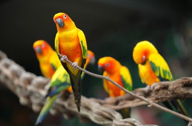 Parlak çok renkli papağan bir şube oturmak