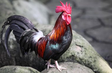 Zengin bir kuş tüyü ile önemli horoz