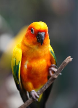 Parlak çok renkli papağan bir şube oturmak