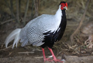 Zengin bir kuş tüyü ile önemli tavuk