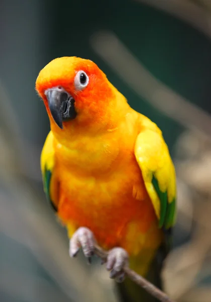 Bright multi-colored parrots sit on a branch