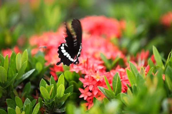 Butterfly pollinating flowers, Thailand — Stock Photo, Image