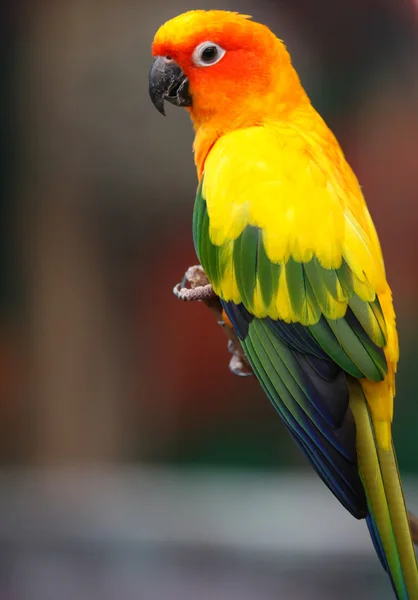 Sit jasne wielobarwne papugi na gałęzi — Zdjęcie stockowe