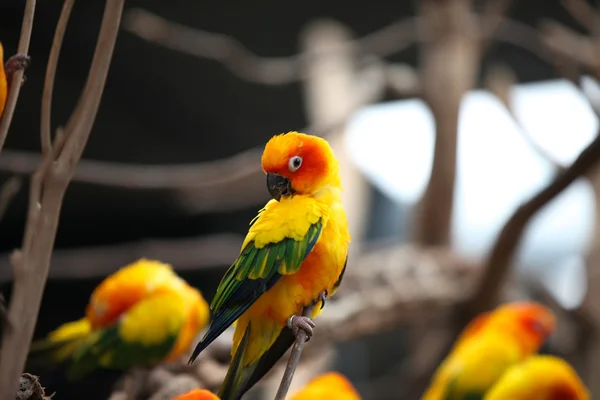 Papagalii multi-colorați strălucitori stau pe o ramură — Fotografie, imagine de stoc