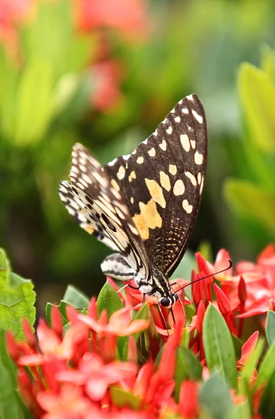 Butterfly pollinating flowers, Thailand — Stock Photo, Image