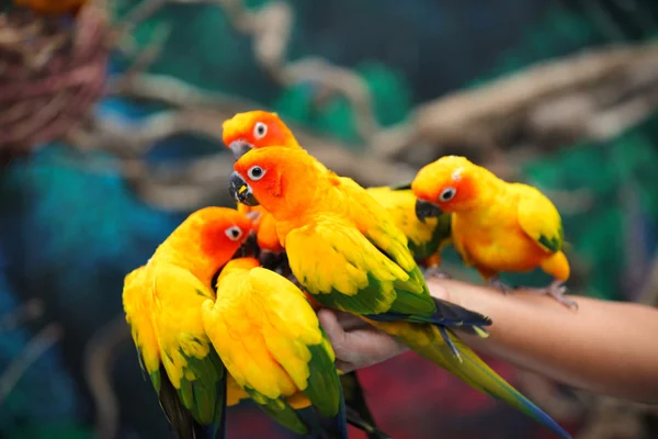 Яркие разноцветные попугаи сидят на ветке — стоковое фото
