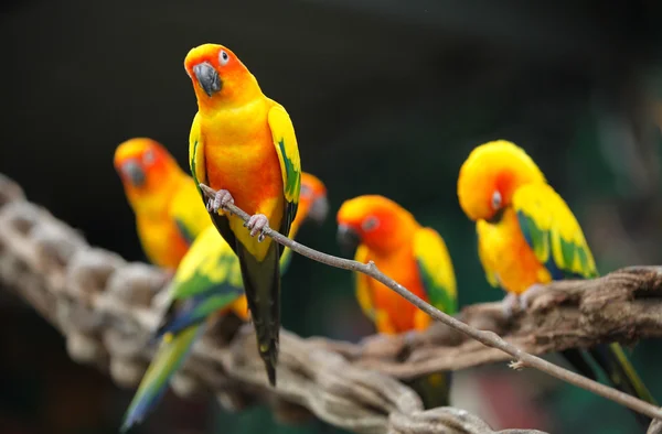 Bright multi-colored parrots sit on a branch — Stock Photo, Image