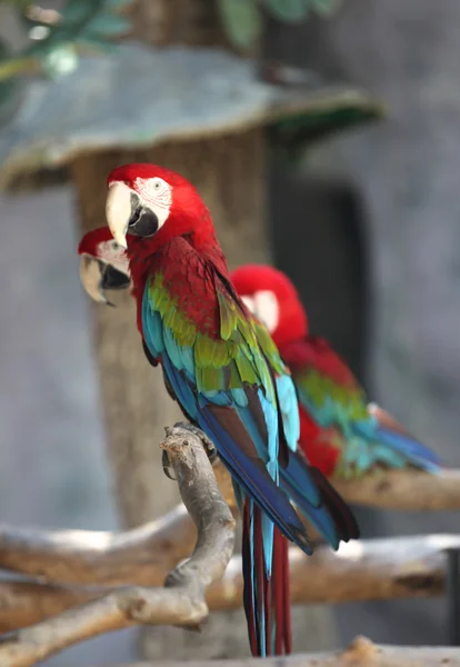 Lloros brillantes multicolores se sientan en una rama —  Fotos de Stock