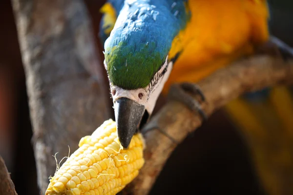 Világos multi-színes papagájok ül egy ágon — Stock Fotó
