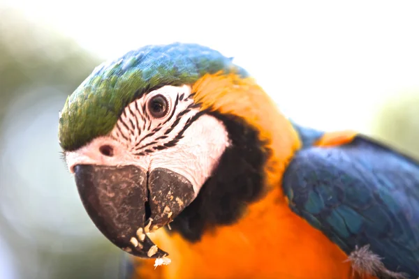 Világos multi-színes papagájok ül egy ágon — Stock Fotó