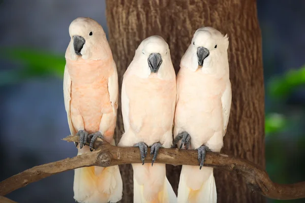 Os papagaios multicores brilhantes sentam-se em um ramo — Fotografia de Stock