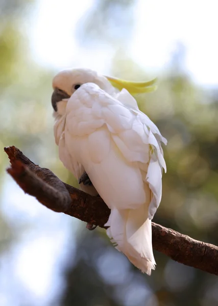 Os papagaios multicores brilhantes sentam-se em um ramo — Fotografia de Stock