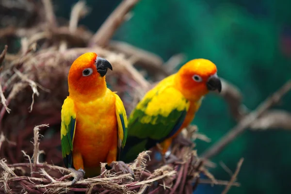 Lumineux perroquets multicolores assis sur une branche Image En Vente