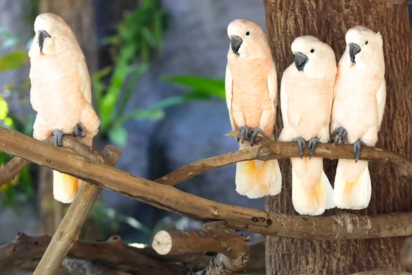 Heldere multi-gekleurde papegaaien zitten op een tak — Stockfoto