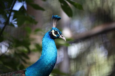 Uzun boyunlu ve lüks bir kuş tüyü, Tayland ile peacock