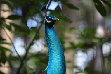 Uzun boyunlu ve lüks bir kuş tüyü, Tayland ile peacock