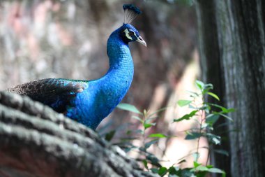 Uzun boyunlu ve lüks bir kuş tüyü, Tayland ile peacock
