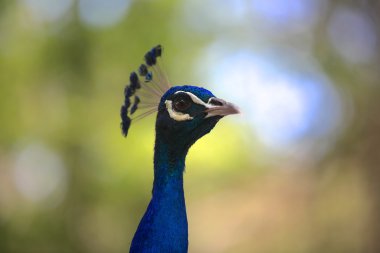 Uzun boyunlu ve lüks bir kuş tüyü, Tayland ile peacock