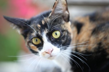 Kedi pozlar kamera, Tayland için