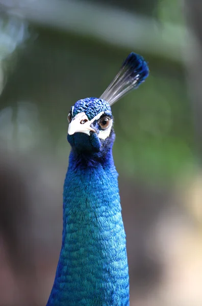 Pavão com um pescoço longo e uma plumagem luxuosa — Fotografia de Stock