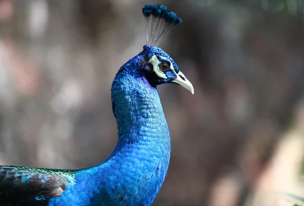Peacock met een lange nek en een luxe verenkleed — Stockfoto