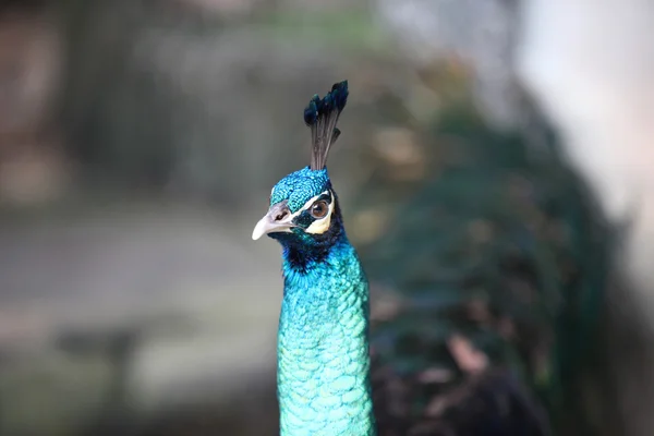 Peacock Long Neck Luxurious Plumage Thailand — Stock Photo, Image