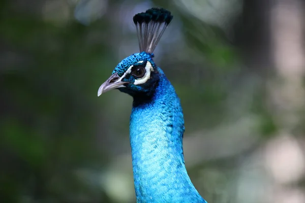 Peacock Met Een Lange Nek Een Luxe Verenkleed Thailand — Stockfoto