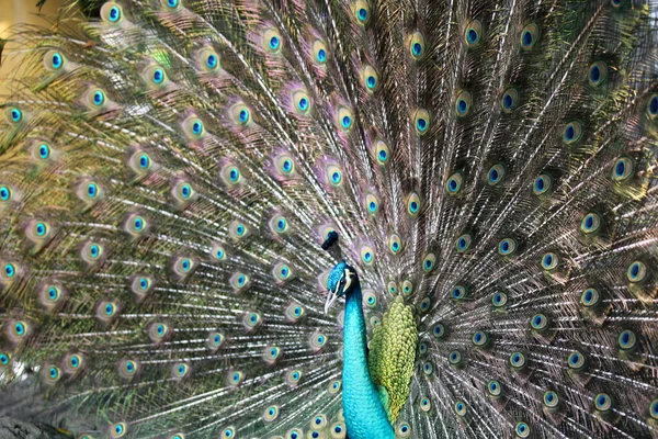 Peacock Long Neck Luxurious Plumage Thailand — Stock Photo, Image