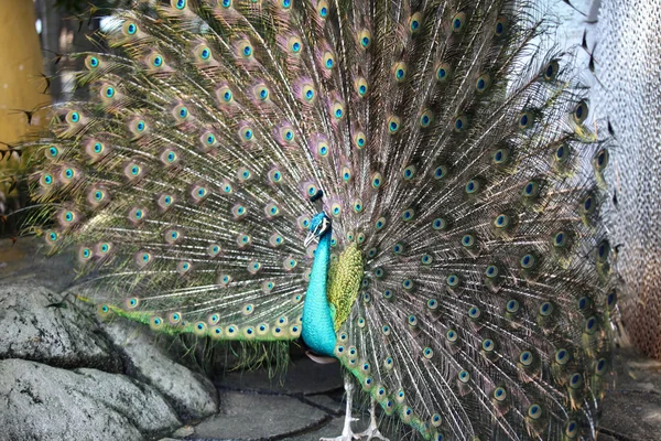 Uzun boyunlu ve lüks bir kuş tüyü ile peacock — Stok fotoğraf