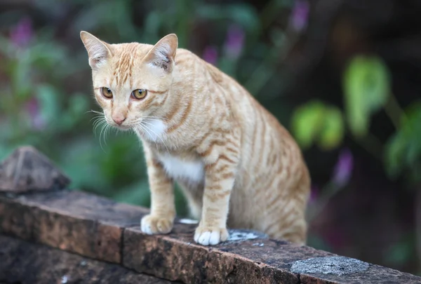 Gato Poses Para Câmera Tailândia Sudeste Asiático — Fotografia de Stock