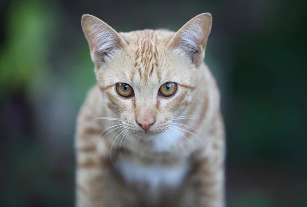 Gato Poses Para Câmera Tailândia Sudeste Asiático — Fotografia de Stock