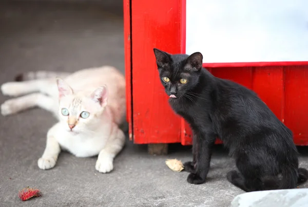 Cat Poserar För Kameran Thailand Sydostasien — Stockfoto