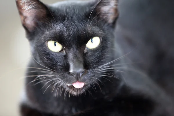 Gato Poses Para Câmera Tailândia Sudeste Asiático — Fotografia de Stock