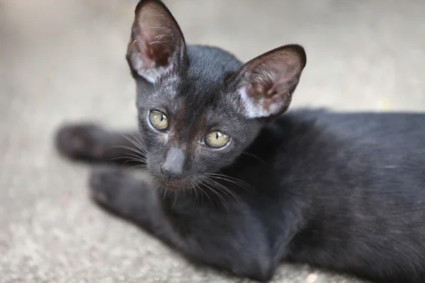 Cat Poses Camera Thailand South East Asia — Stock Photo, Image