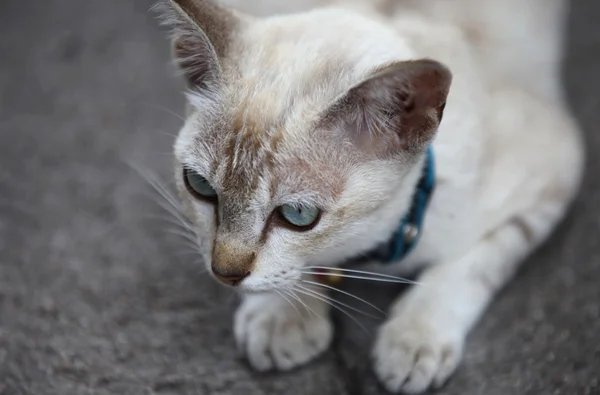 고양이 포즈에 카메라 아시아 — 스톡 사진
