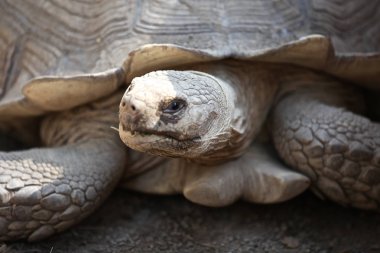Kaplumbağalar onların iş, Tayland, Güney Doğu Asya hakkında gitmek