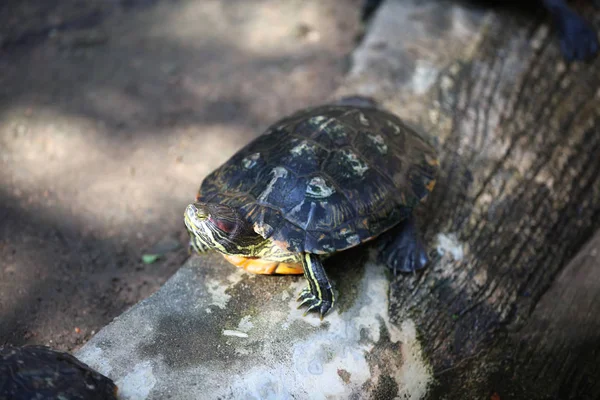 Las Tortugas Van Sus Negocios Tailandia Sudeste Asiático —  Fotos de Stock