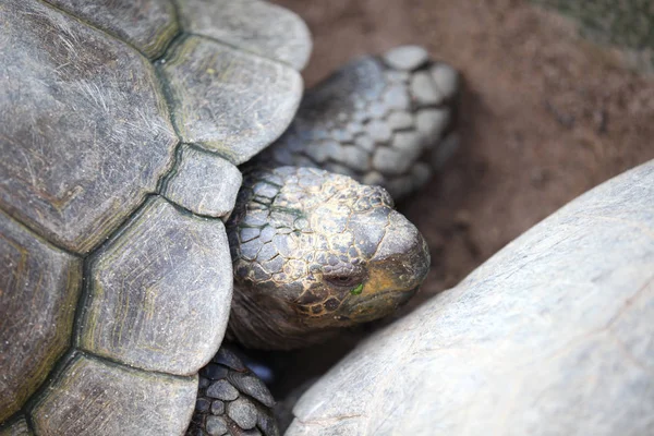 Kaplumbağalar Onların Tayland Güney Doğu Asya Hakkında Gitmek — Stok fotoğraf