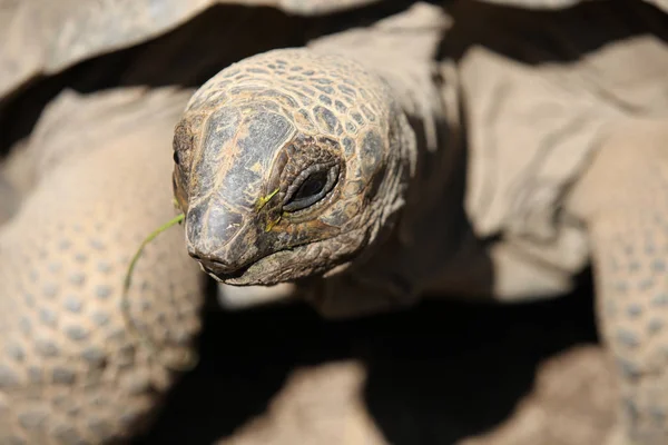 Kaplumbağalar Tayland onların işine bak — Stok fotoğraf