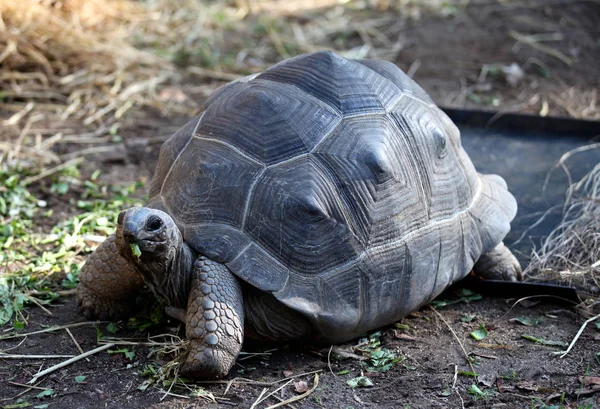 Les tortues vaquent à leurs occupations, Thaïlande Images De Stock Libres De Droits