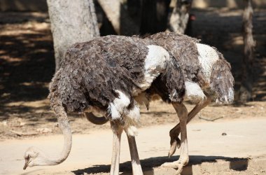 Devekuşu kuş uzun boyunlu, Tayland