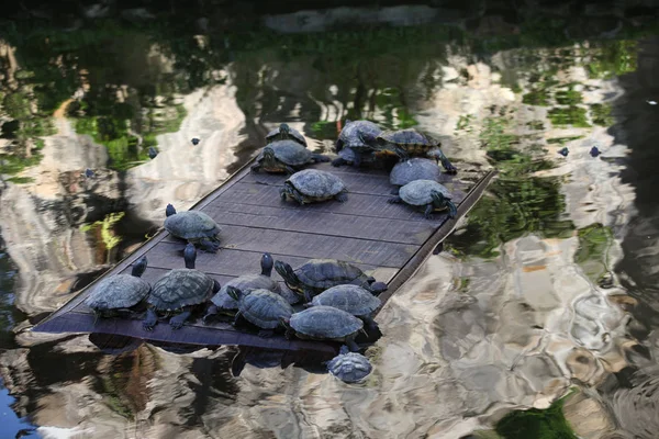 Schildkröten Gehen Ihrem Geschäft Nach Thailand Südostasien — Stockfoto