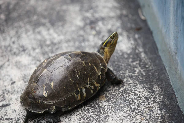 Kaplumbağalar Onların Tayland Güney Doğu Asya Hakkında Gitmek — Stok fotoğraf